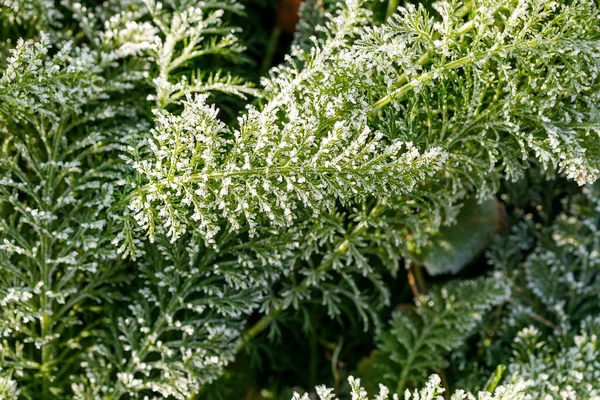 Grassprieten Rietsporen Van Eerste Vorst Planten Close Van Vorst — Stockfoto