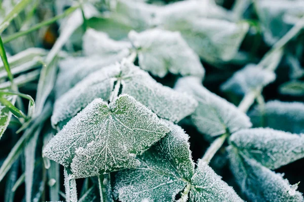 Textur Des Frosts Nahaufnahme Auf Dem Gras Selektiven Fokus Auf — Stockfoto