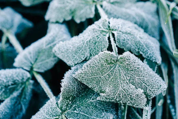 Grasblätter Mit Raureif Und Frostspuren Nahaufnahme Der Beginn Des Winters — Stockfoto