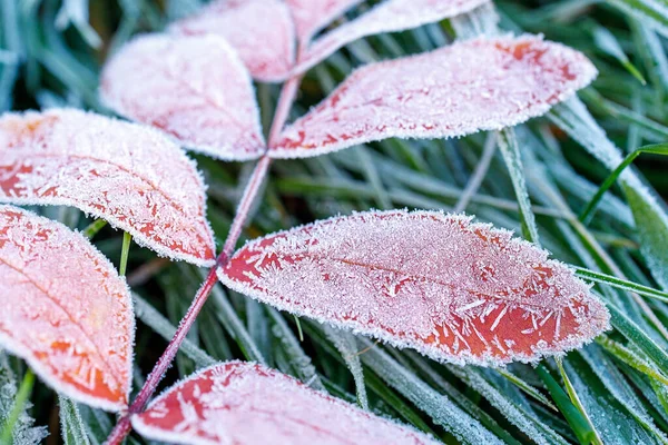 Primer Plano Las Heladas Las Hojas Rojas Árbol Fondo Hierba —  Fotos de Stock