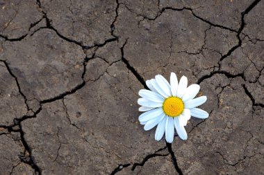 Papatya çiçeği çatlak topraklarda bulunur. iklim değişikliği ve kuraklık kavramı