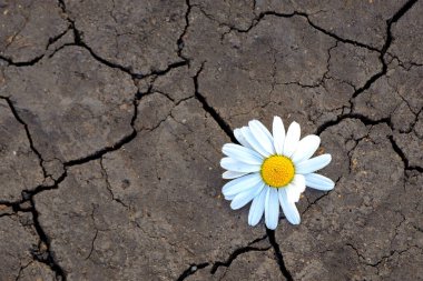 chamomile flower is located on cracked soil. climate change and drought concept clipart