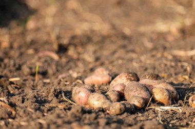 Yerden yeni kazılmış patatesler, alt manzara.