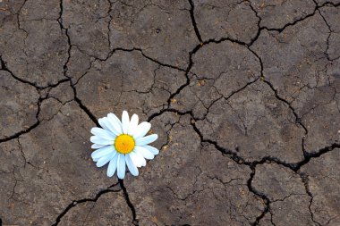 delicate chamomile flower against the background of cracked earth. climate change threat clipart