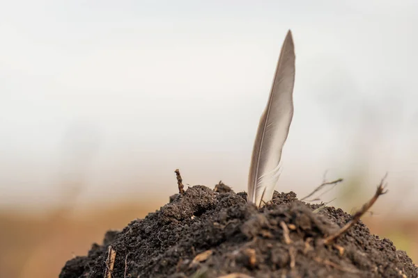 Uma Pena Pássaro Presa Numa Pilha Terra Fundo Está Desfocado — Fotografia de Stock