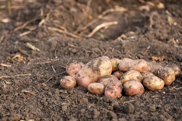 Creusé Des Pommes Terre Non Lavées Sur Fond Sol Champ — Photo