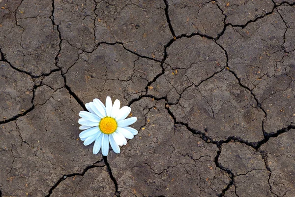 Kırık toprağın arka planına karşı narin papatya çiçeği. iklim değişikliği tehdidi