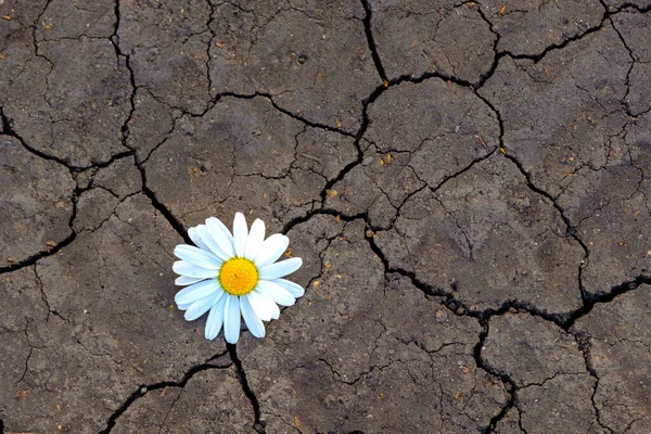 Delicate Kamille Bloem Tegen Achtergrond Van Gebarsten Aarde Dreiging Van — Stockfoto