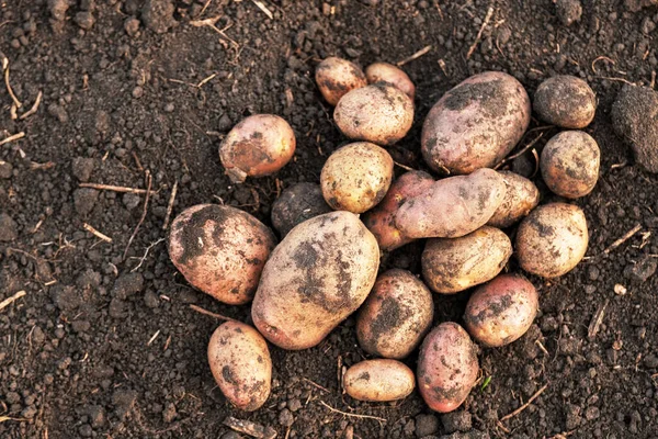 Potatoes Farm Field Washed Mud Soil Farmer Harvest Fresh Potatoes — Stock Photo, Image