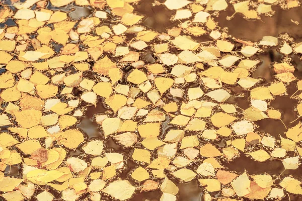 Осенний Период Желтые Березовые Листья Луже Осенние Листья Настроения Упали — стоковое фото