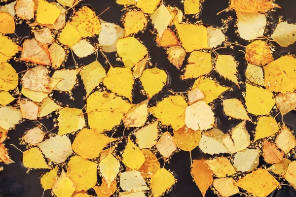 Treibende Herbstgelbe Blätter Einer Wasserpfütze Herbstblätter Der Oberfläche — Stockfoto