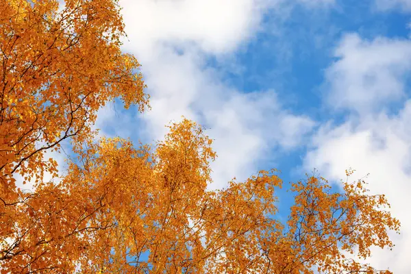 Blick Den Himmel Und Einen Teil Der Birkenspitze Herbstwald Blauen — Stockfoto