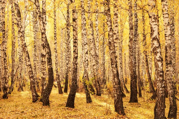 Troncos Bétula Floresta Outono Todo Solo Coberto Com Folhas Caídas — Fotografia de Stock