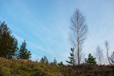Sonbaharın sonlarında yaprakları olmayan genç huş ağacı akşam vakti mavi gökyüzüne karşı. Sonbahar gökyüzünün arka planındaki huş ağacının silueti alçak bir nokta.