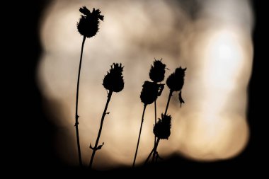 Bulanık bir arka planda altı kuru bitkinin siluetleri. Doğal güzellik bitkilere odaklanır.