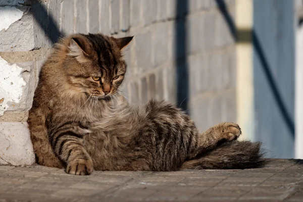 Несчастная Уставшая Кошка Прислонилась Стене Грустит Cat Sits Man Wall — стоковое фото