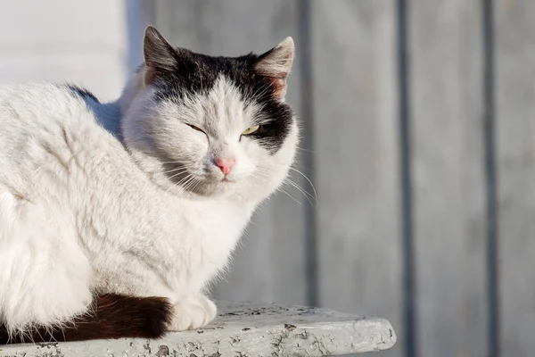 Белый Недовольный Кот Улице Бездомное Животное Кошачий Вид — стоковое фото