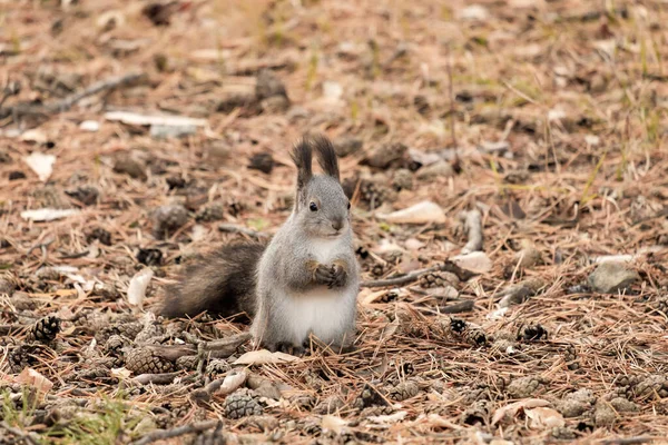 灰色のリスが地面に座り足が前に折り畳まれています 小さな動物のげっ歯類 — ストック写真