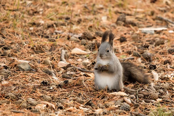 소나무 바늘로 다람쥐가 먹이를 가을철 다람쥐 — 스톡 사진