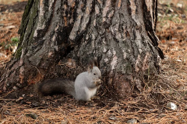 a small animal squirrel near a pine tree is eating food. squirrel descended to earth