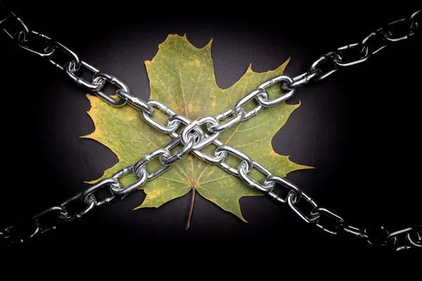 Hoja Verde Otoño Encerrada Cadenas Metálicas Metal Planta Señal Prohibida — Foto de Stock