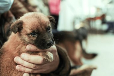 Küçük köpek yavrusu yaşlı bir adamın ellerinde, çalışan bir adamın ellerinde ve nazik bir köpek yavrusu