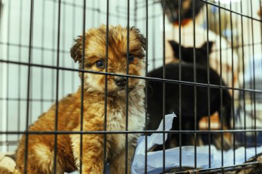 Kızıl saçlı köpek yavrusu ne yazık ki kafesten dışarı bakar, ihtiyaç duyulmadığı için hediye edilir. Hayvanların gözlerinde hüzün