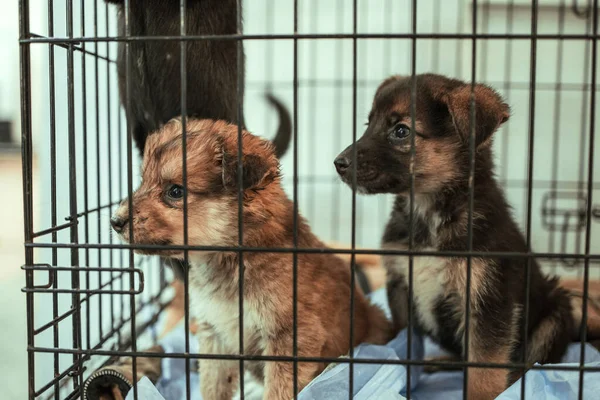 Yavru Bir Kafeste Hayvan Barınağında Köpek Dükkanı — Stok fotoğraf