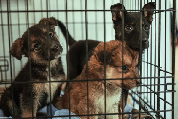 Şirin Evsiz Köpek Yavruları Onları Eve Götürmeleri Için Bir Kafese — Stok fotoğraf