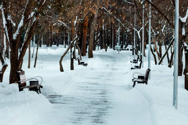 benches in a winter park, an empty park in winter. loneliness in winter