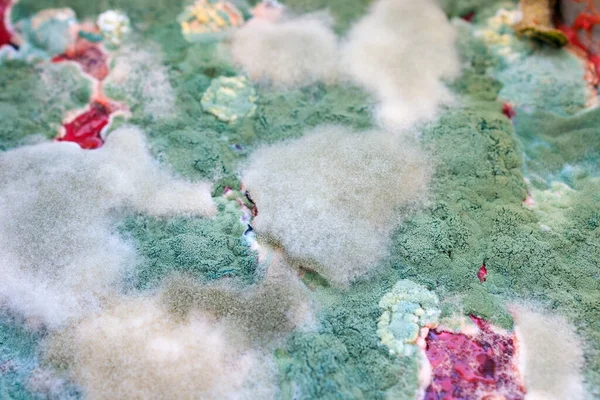 green and white mold. the surface is covered with mold. mold background