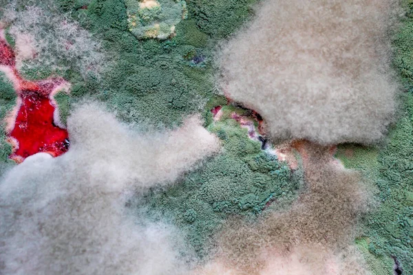 a close-up of mold on the surface of expired food. background of green and white mold. mold texture