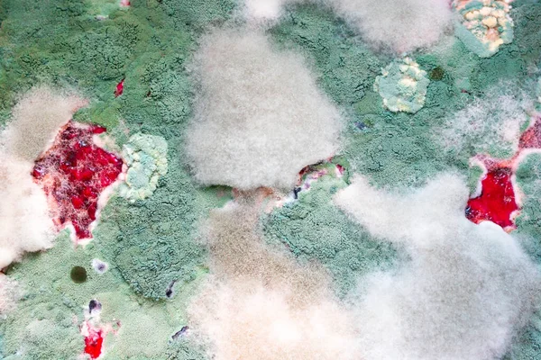 Reçel kavanozunda küf beyazı ve yeşil. Bozuk yiyecekler küfle kaplıydı. kalıp arkaplanı