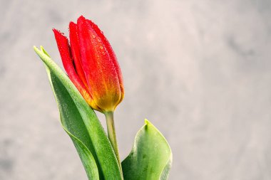 Su damlalarındaki kırmızı lalenin yakın çekimi. Arka plan gri. renk karşıtlığı