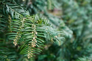 Doğal arka plan, odak noktasında porsuk ağacının bir dalı, arka plan bulanık. Yeşil bitkinin ön plandaki dalı, seçici odak