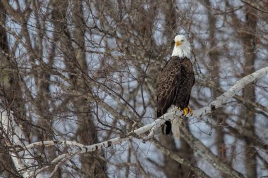 Kel Kartal ağaç dalında oturuyor