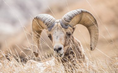 Vahşi doğada çöl koyunları (Ovis canadensis nelsoni)