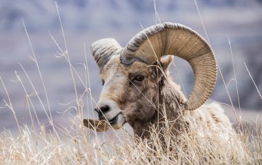 Vahşi doğada çöl koyunları (Ovis canadensis nelsoni)