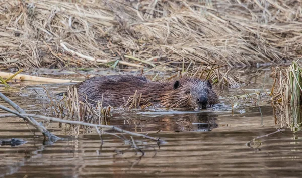 Castor Norteamericano Castor Canadensis Naturaleza Salvaje — Foto de Stock