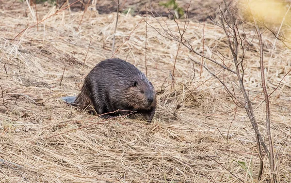 North American Beaver Castor Canadensis Volné Přírodě — Stock fotografie