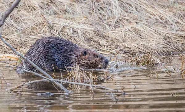 Noord Amerikaanse Bever Castor Canadensis Wilde Natuur — Stockfoto