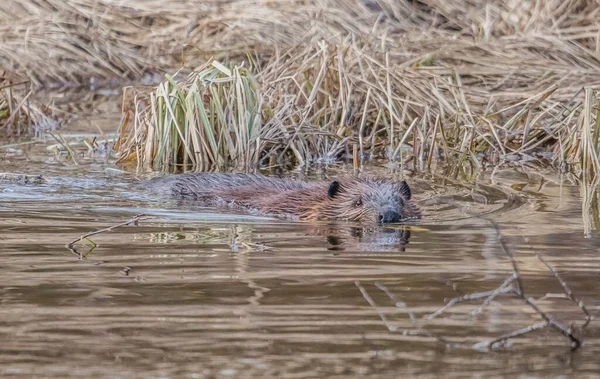 North American Beaver Castor Canadensis Wild Nature — Stock Photo, Image