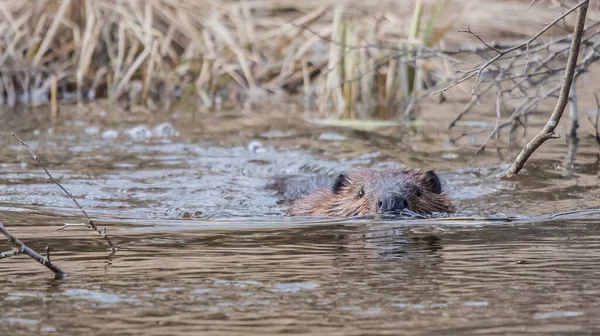 North American Beaver Castor Canadensis Volné Přírodě — Stock fotografie