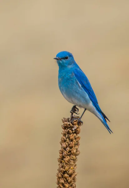 Closeup Blue Bird Sitting Plant — Stock Photo, Image