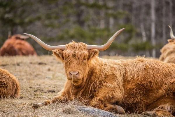 Highland Cattle Pasturing Meadow — Stock Photo, Image