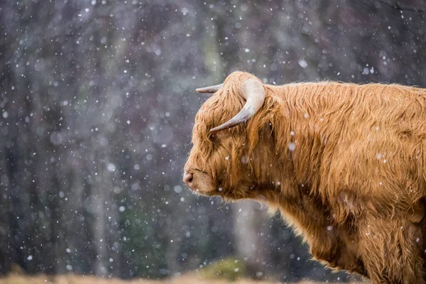 Pâturage Bétail Des Hautes Terres Sur Prairie Hiver — Photo