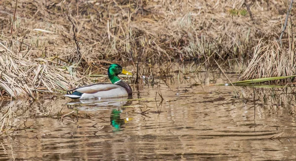 Gros Plan Canards Nageant Sur Étang — Photo