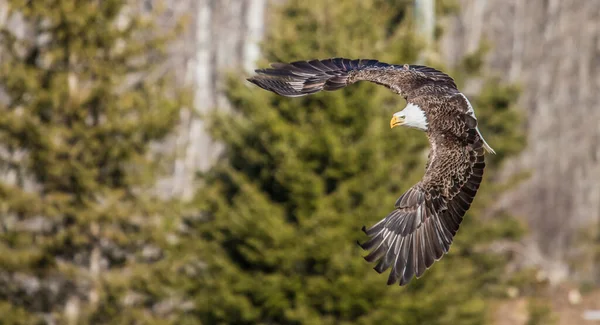 Bald Eagle Flying Sky — Stock Photo, Image