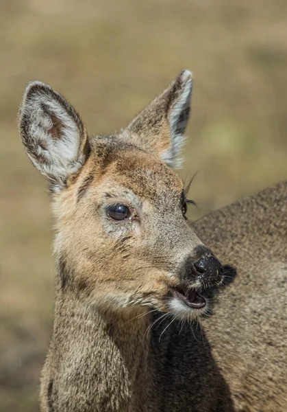 Portrait Young Fawn Wild Nature — Stock Photo, Image