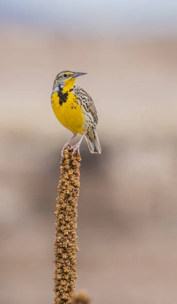 Closeup Meadowlark Bird Sitting Plant — Stock Photo, Image